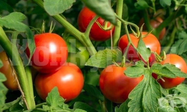 Откриха 19 опасни вещества в турски домати