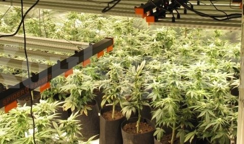 Хванаха мъж с 400 грама кафява суха листна маса