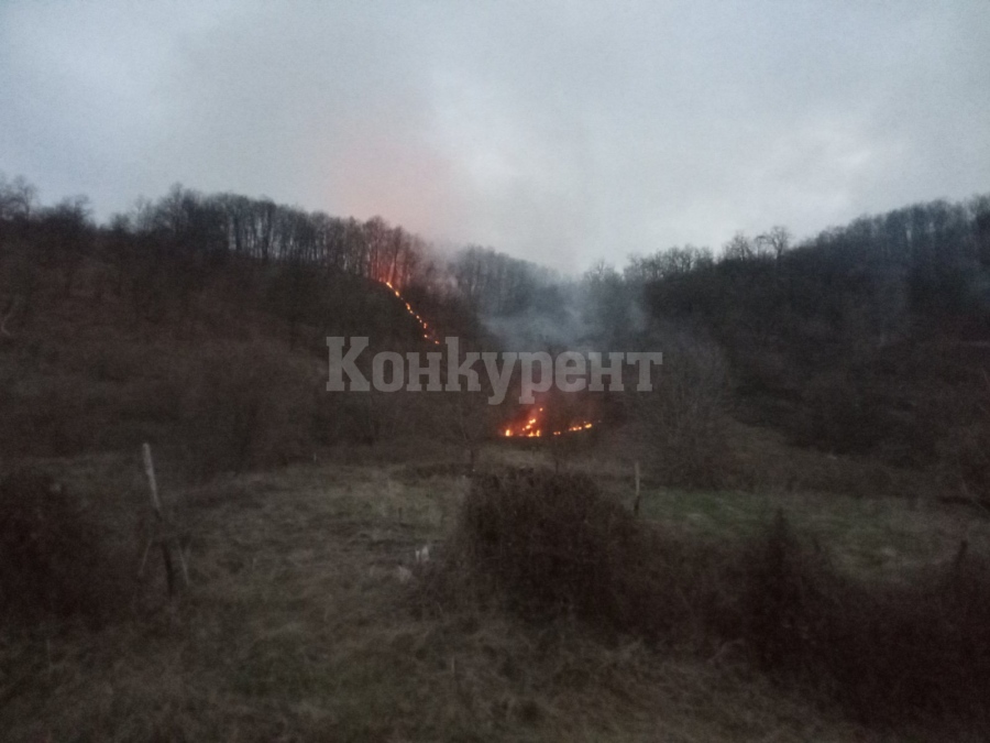90 декара дъбова гора изгоряха във Видинско