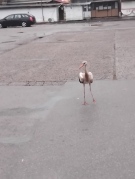 Щъркел на автогарата в Монтана