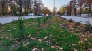 Засадиха над 400 рози във Видин