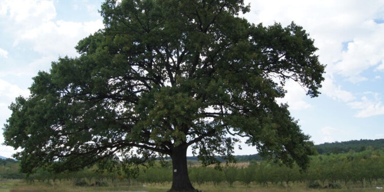 Дъбът на Радичков и още 100 вековни дървета растат в регион Монтана