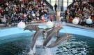 Делфинариум Варна прави безплатни представления за децата за Коледа