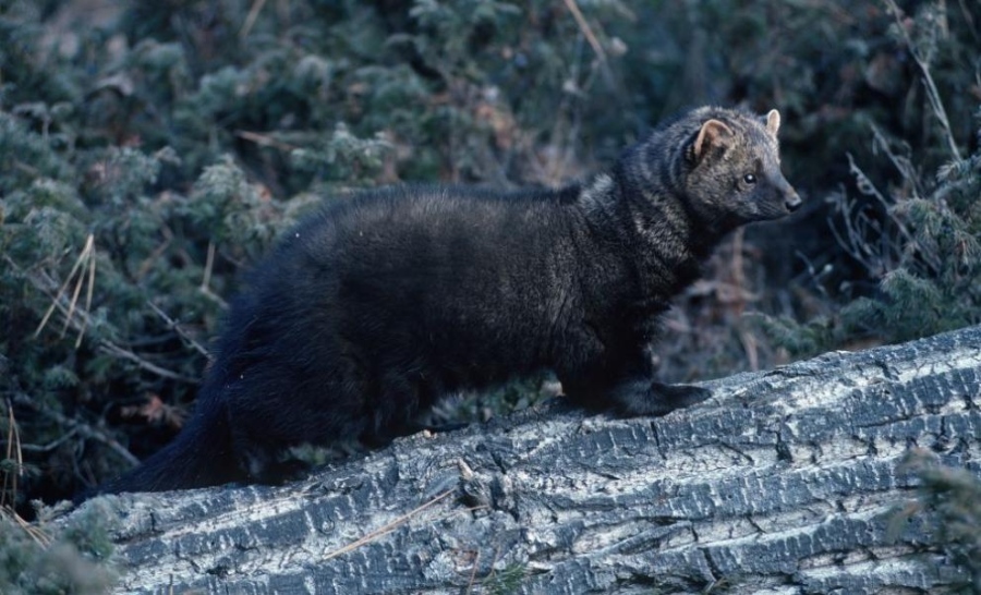 В САЩ се появи животно, смятано за изчезнало преди два века