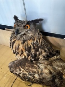 Спасиха бухал, открит е със счупено крило