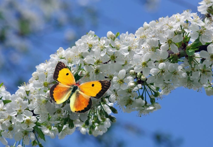 Слънце и до 24°C в понеделник, после идва захлаждане