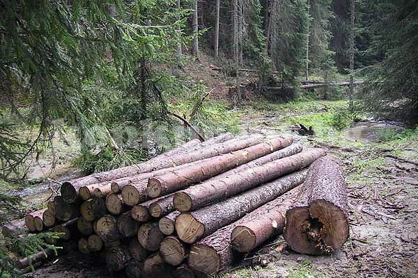 По 5 разрешителни за сеч дневно издават в Монтанско