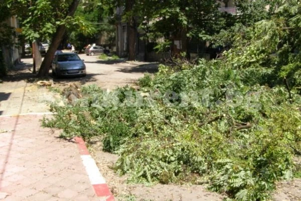 Изрязани акации блокираха улица