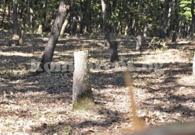 Арестуваха бракониери на дърва