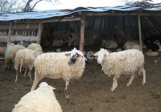 Бандит преби зверски мъж и жена в кошара
