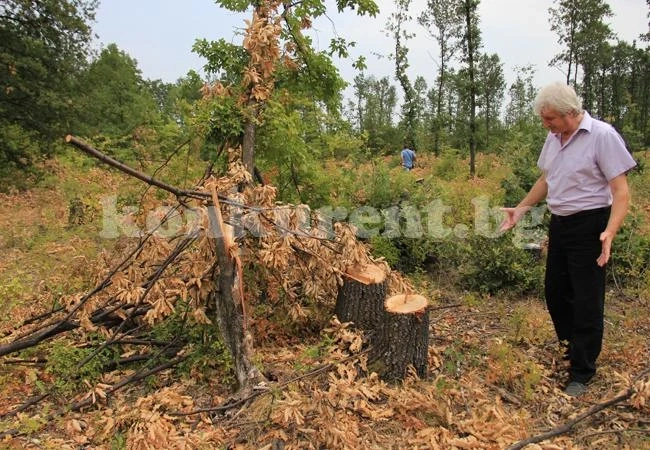 Изсекоха над 400 дка гори за година във Врачанско