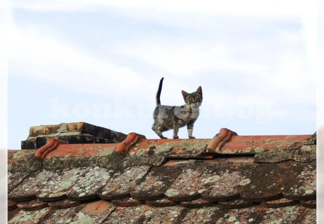 Пожарникари търсят близо час мяукащо коте
