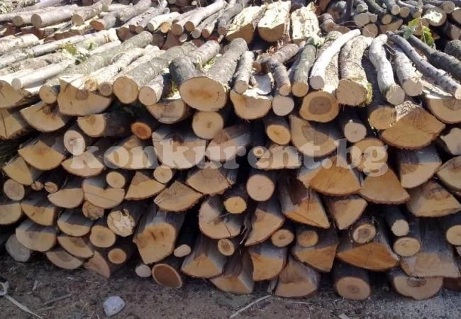 Продължават  акциите срещу незаконната сеч