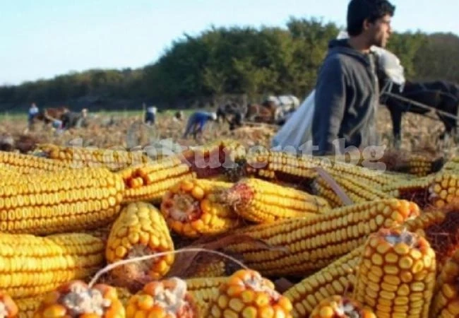Двама свиха близо тон царевица