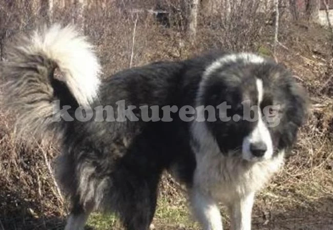 Полицаи търсят куче