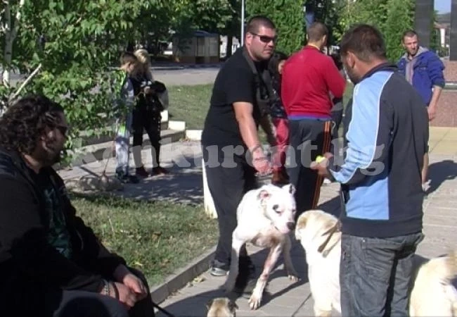Собственици на домашни протестират срещу забрана