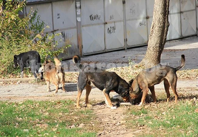 Обезпаразитяват бездомни кучета във Враца