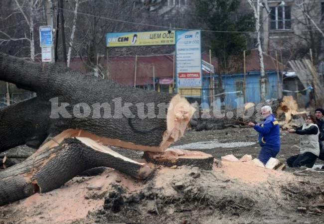 Топола счупи черепа на дървосекач