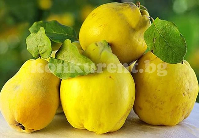 Дюлята влияе благотворно върху организма