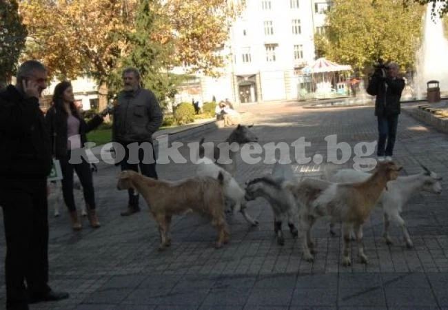 Кози обикалят централни улици