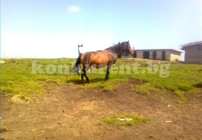 Простреляха собственик на коне в Балкана
