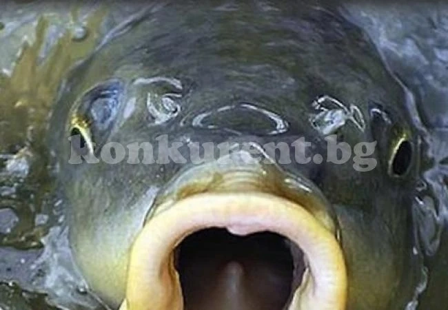 По-скъпа риба за Никулден