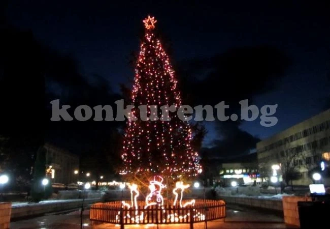 Грейна елхата в Берковица
