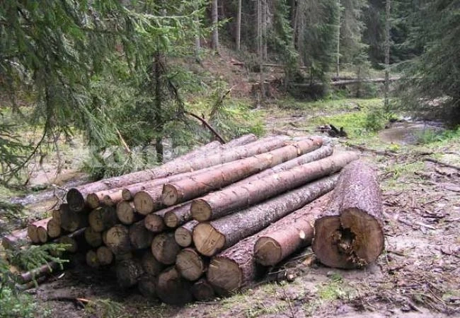 Проверяват къщи за бракониерски дърва
