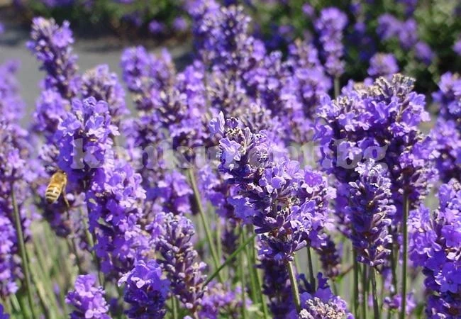 7 начина да използваме лавандулата като домашен лек
