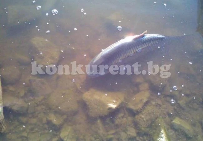 Риби-гиганти откриха водолази в язовир в Студено буче