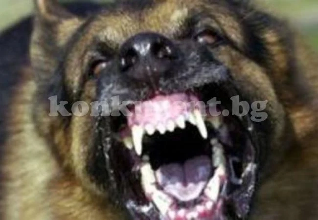 Озверяло куче разкъса устната на 4-годишно детенце 
