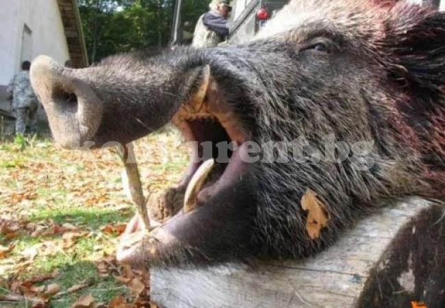 Глиган докара трихинелоза на 15 души в Пловдивско