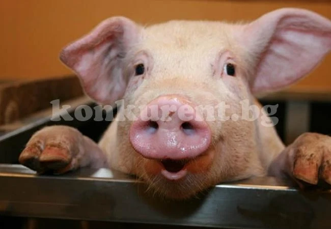 Глобиха търговец на свинско месо