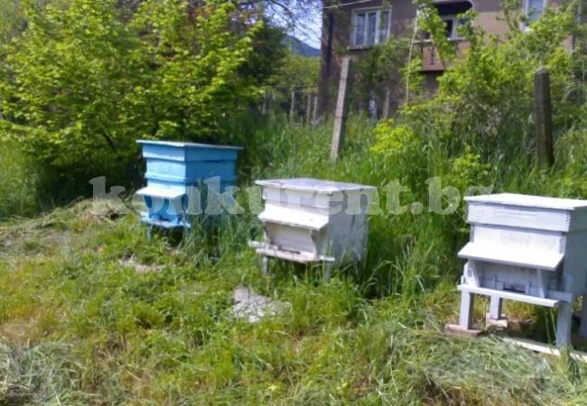 Класират пчеларските проекти