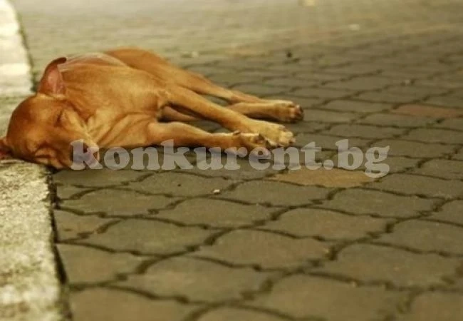 Тровят кучета в \