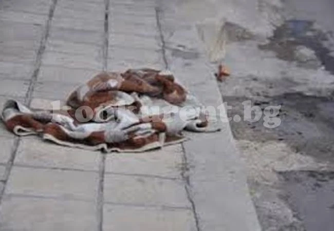 Садисти запалиха бездомно куче