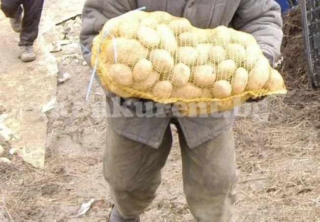 Залежават тонове картофи