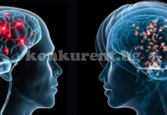 Мъжкият и женският мозък са еднакви