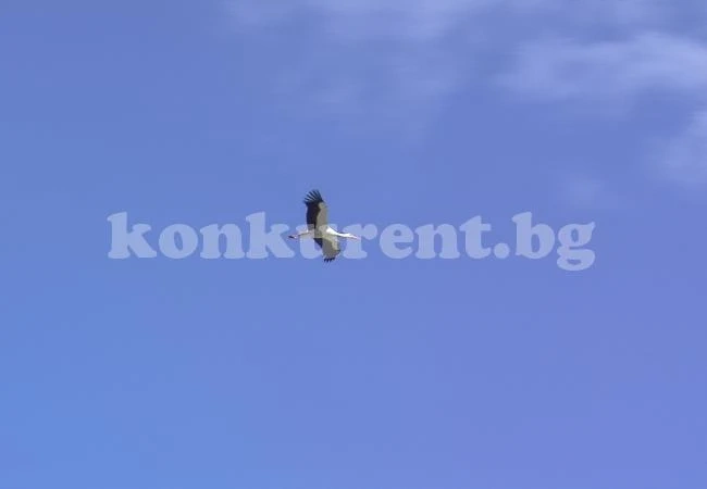 Двойка щъркели вият гнездо край Враца