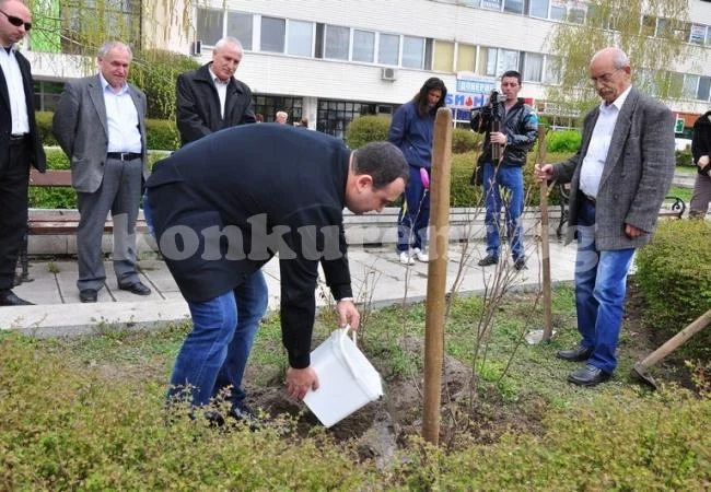 Kмет възстанови откраднато дръвче