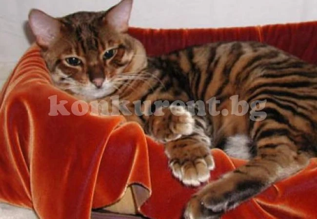 Плъзна СПИН по котките