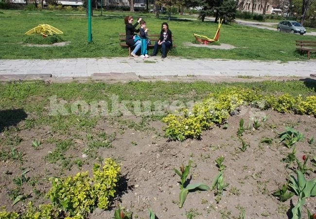 Откраднаха около 30 декоративни храста в Крайдунавския парк