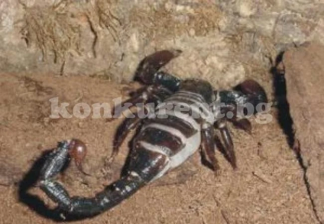 Кюстендилски села нападнати от скорпиони