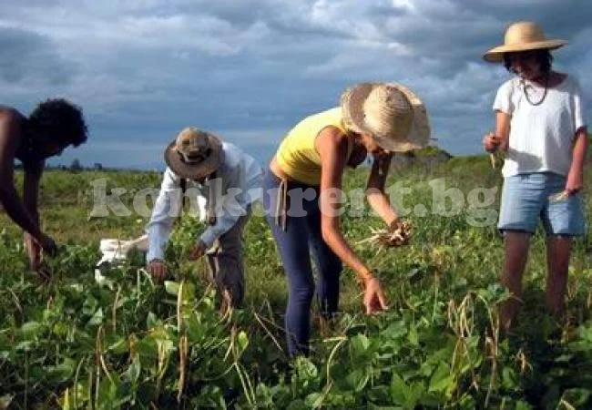 Над 90% от студентите ни са в риск от трудова експлоатация
