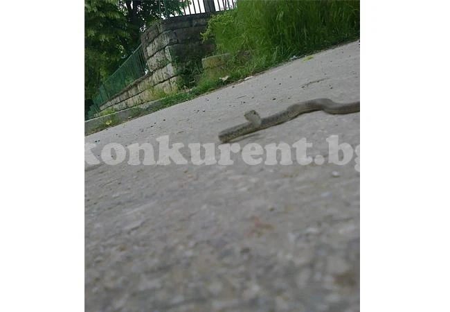 Змия във facebook подплаши цяло село