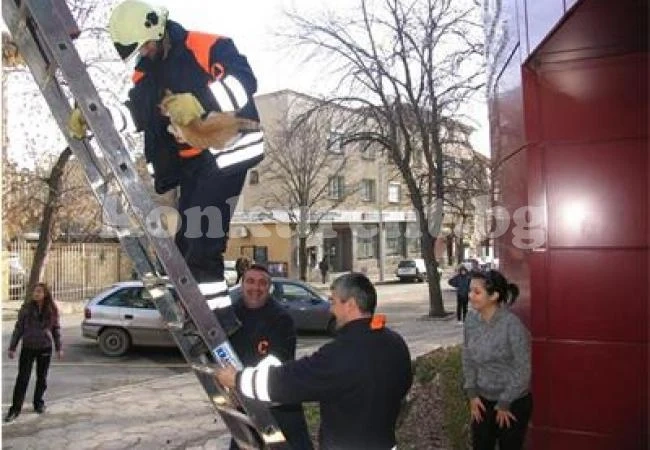Огнеборци свалят коте от дърво