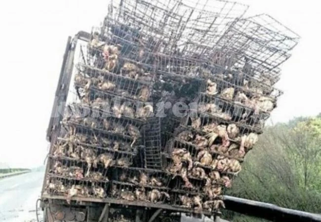 Пиле на грил: Камион с птици се запали, изгоряха над 10 000 бройлера (СНИМКИ)