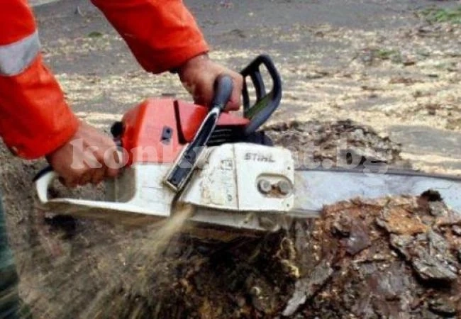 Дървосекач загина затиснат под дърво