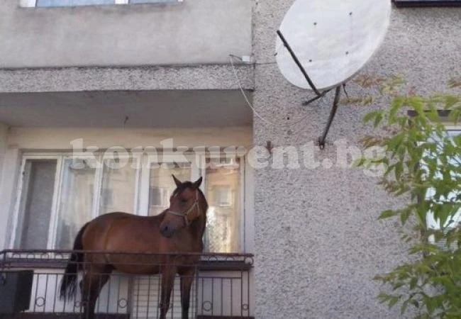 Кон заживя на балкон