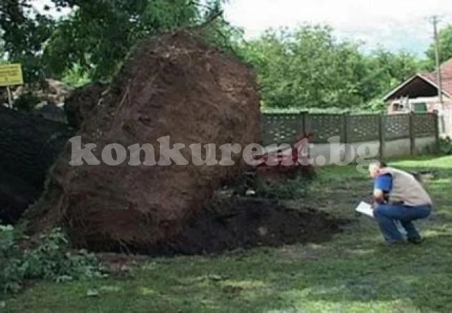 Ураган събори дърво на 500 години